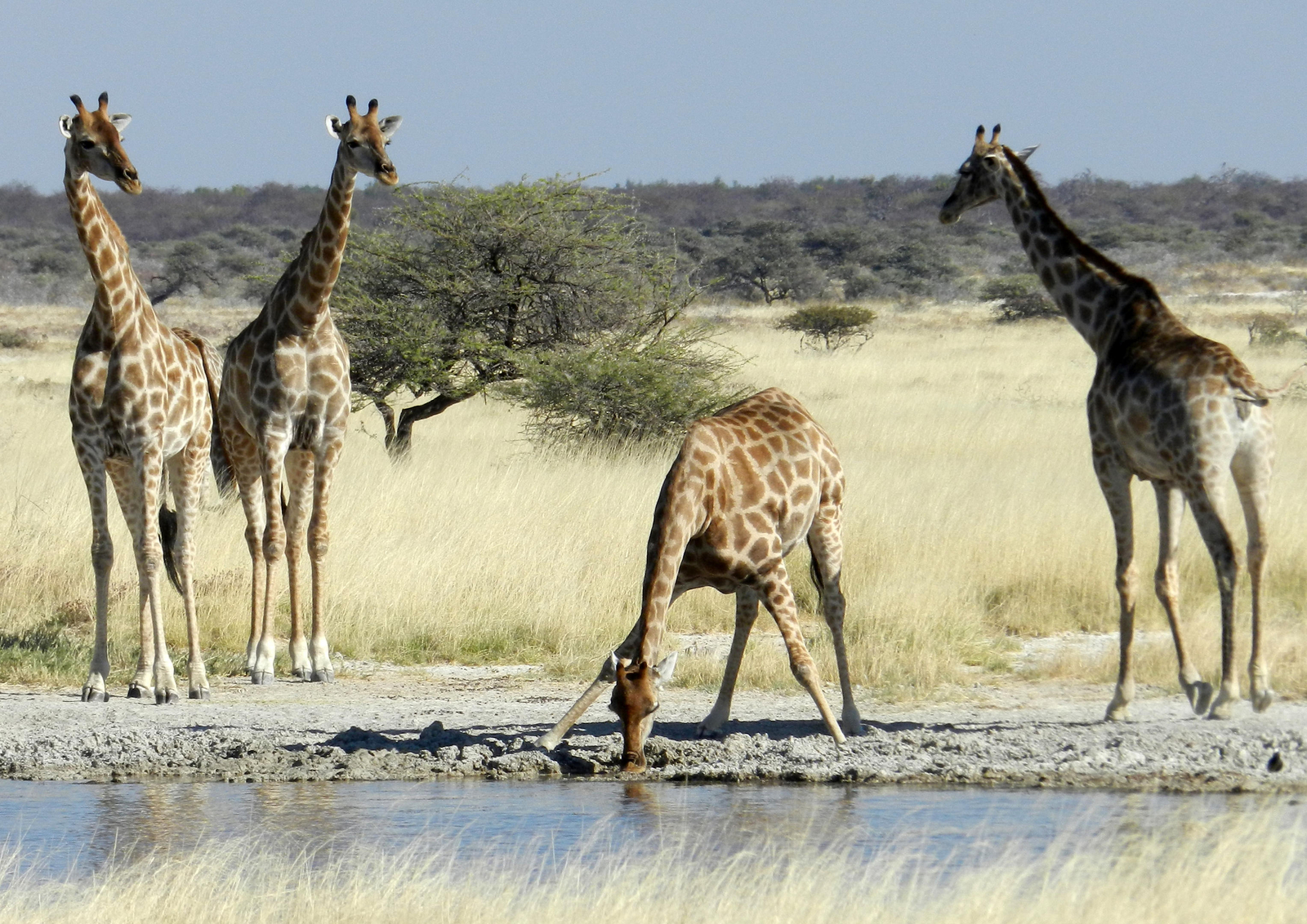 Taleni Etosha Village Taleni Etosha Village: Giraffen