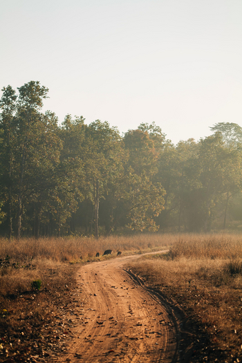 The Oberoi Vindhyavilas Wildlife Resort: Safaripiste