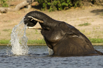 Tlouwana Camp Tlouwana Camp: Elefant