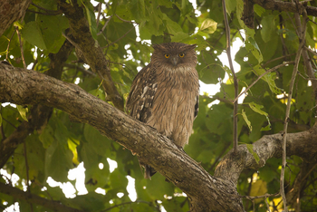 Vanghat: Brown Fish Owl