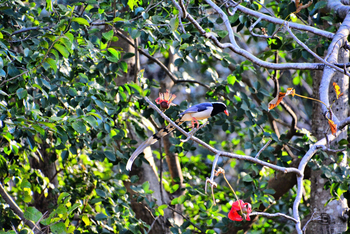 Vanghat: Red-billed Blue Magpie