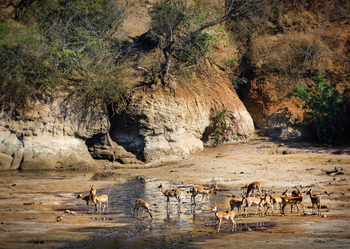 Vundu Camp Vundu Camp: Impalas an den Chitake Springs