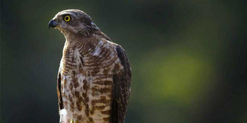 Waghoba Eco Lodge: Common Kestrel