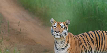 Waghoba Eco Lodge: Spähender Tiger