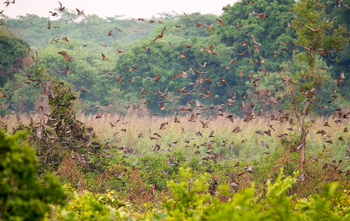 Wasa Lodge: Flughunde vor Vegetation