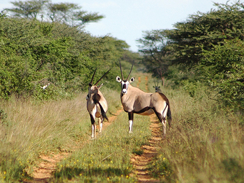 Waterberg Plateau Lodge Waterberg Plateau Lodge: Gemsböcke