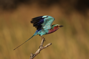 andBeyond Sandibe Okavango Safari Lodge: Gabelracke