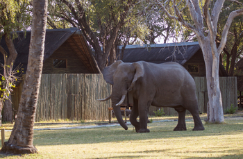Belmond Khwai River Lodge: Elefant spaziert an der Lodge vorbei