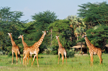 Chem Chem Lodge: Giraffen vor dem Camp