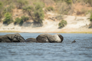 Chobe Savanna Lodge: Fluss-Safari