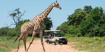 Chobe Water Villas: Giraffe in Chobe