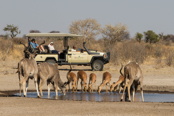 Dinaka Lodge: Kudus