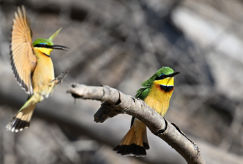 Gorongosa Safaris: Zwei Bienenfresser in einem Baum