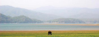 Jim's Jungle Retreat: Elefant am See