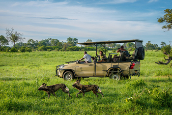 Karangoma Camp: Wildhunde auf Jagd