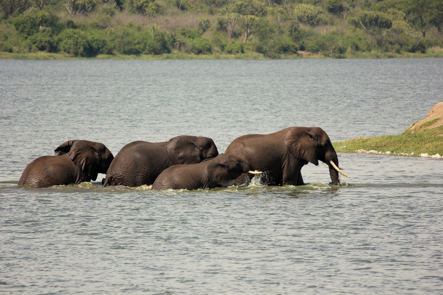 Kasenyi Safari Camp