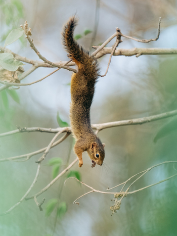 Katambuga House: Baumhörnchen