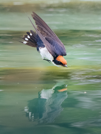 Katambuga House: Rötelschwalbe