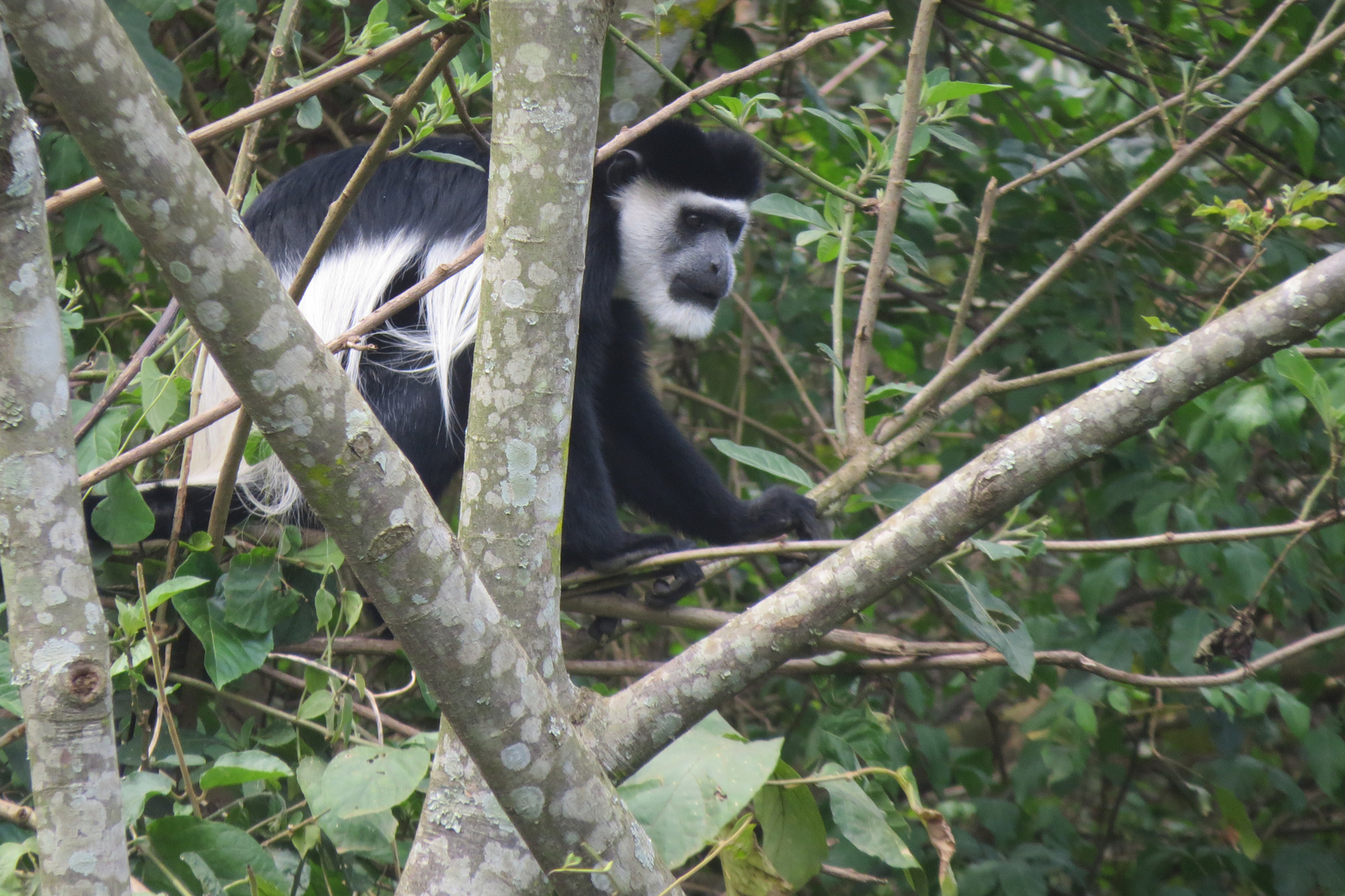 Katara Lodge Katara Lodge: Black and White Colobus