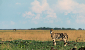 King Lewanika Lodge: Spähender Gepard