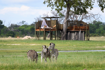 Linkwasha Camp Linkwasha Camp: Zebras vor dem Sleep-out Deck