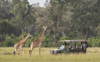 Little Governors' Camp: Giraffen