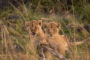 Mahali Mzuri: Löwenbabies