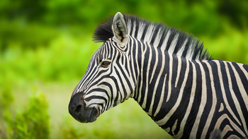 Mbamba Camp: Zebra
