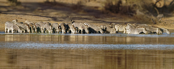 Meno A Kwena Camp Meno A Kwena Camp: Zebraherde am Wasser