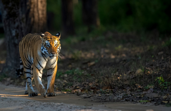 Meru Vann: Tigerbegegenung