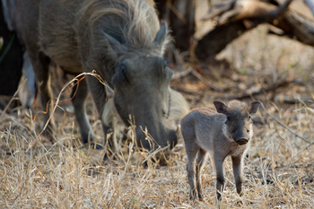 Mkulumadzi Lodge: Warzenschwein