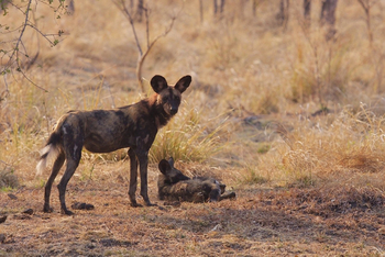 Mukambi Busanga Plains Camp: Afrikanische Wildhunde