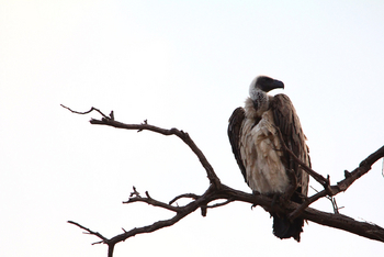 Nambwa Tented Lodge: Geier