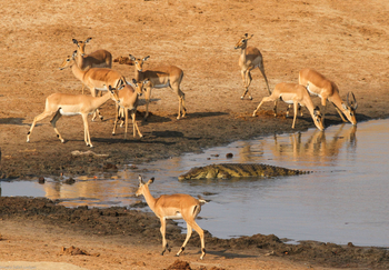 Nehimba Lodge: Impalas und Krokodil