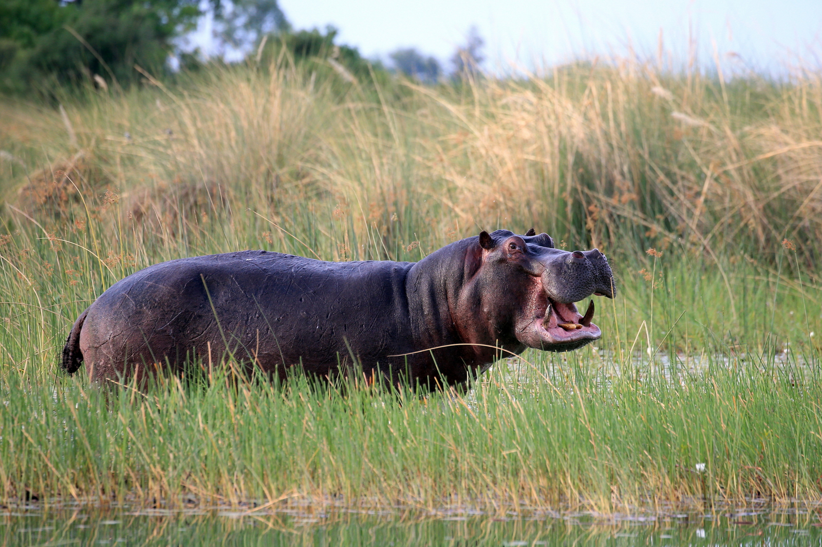 North Island Okavango Camp North Island Okavango Camp: Nilpferd