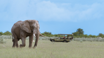 Nxai Pan Camp: Alter Elefantenbulle