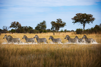 Okavango Explorers Camp Okavango Explorers Camp: Zebras