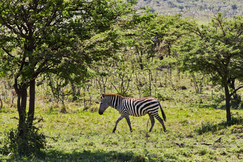 Olare Mara Kempinski: Zebra seitlich