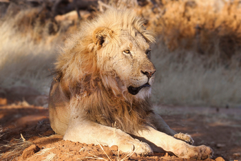 Old Traders Lodge: Aktivitäten