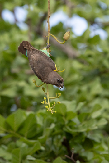 Olkeri Camp: Meyer's Parrot