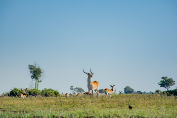 Pom Pom Camp: Red Lechwe