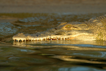 Roho ya Selous Camp: Krokodil