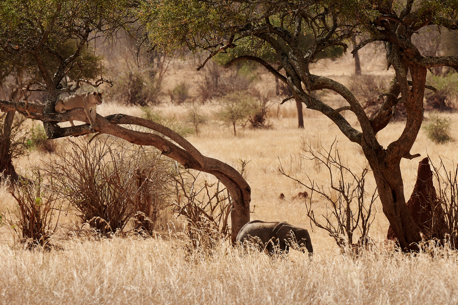 Sanctuary Swala Sanctuary Swala