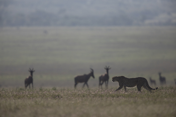 Saruni Eagle View Saruni Eagle View: Gepard und Topis