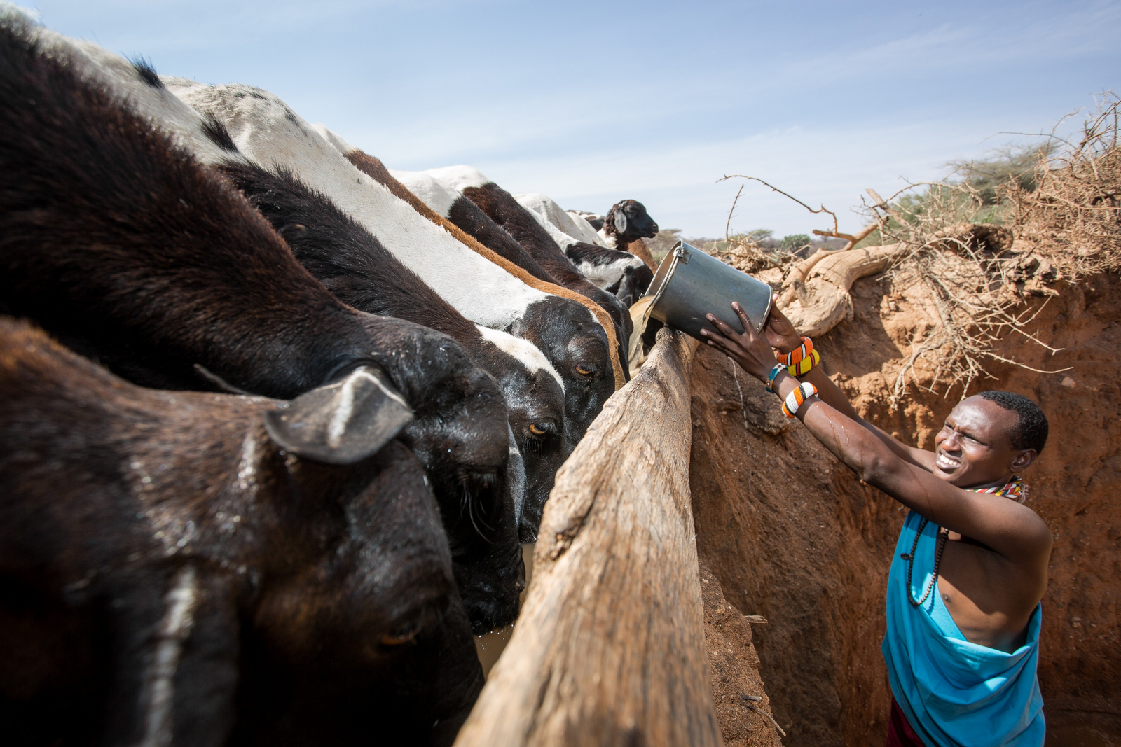 Saruni Rhino Camp Saruni Rhino Camp: Kühe am trinken