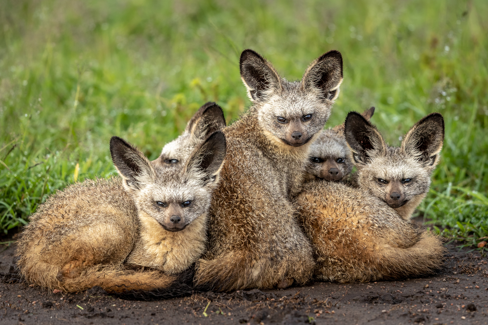 Serian Camps Serian Camps: Löffelhunde