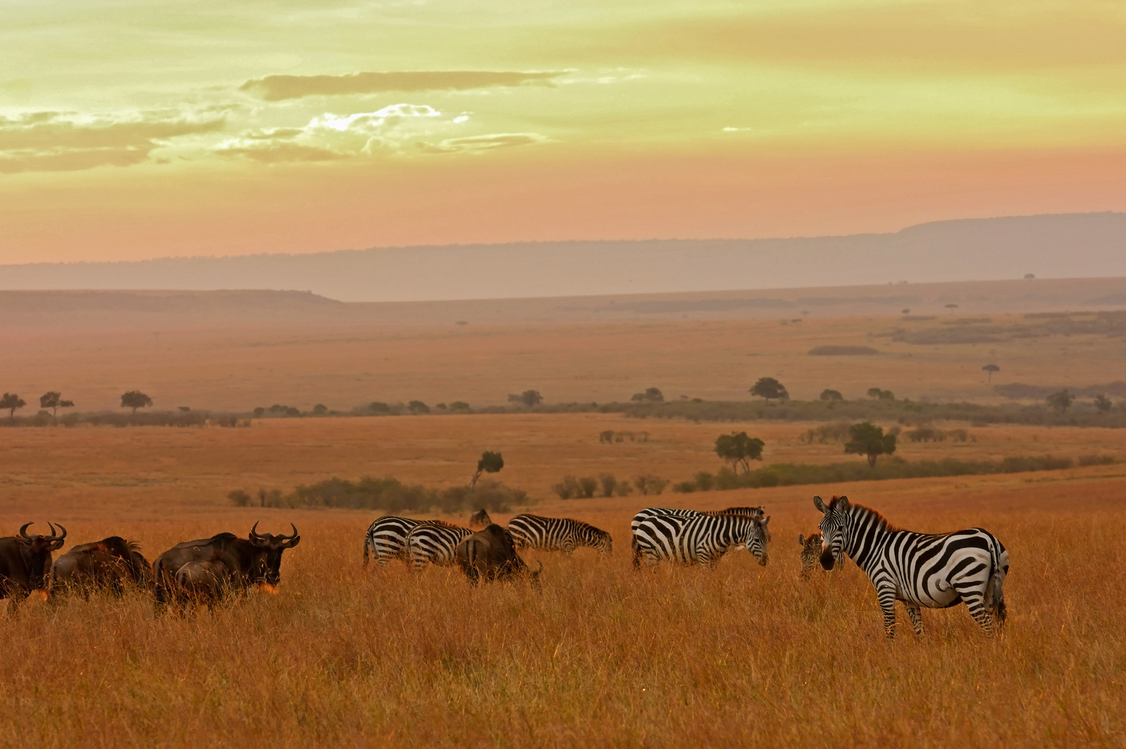 Soroi Mara Bush Camp Soroi Mara Bush Camp: Zebras in der Savanne