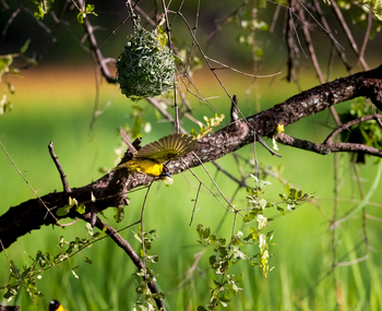 Sungani Lodge Sungani Lodge: Lesser Masked Weaver