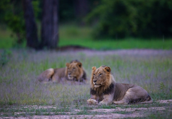 Sungani Lodge Sungani Lodge: Löwenbrüder