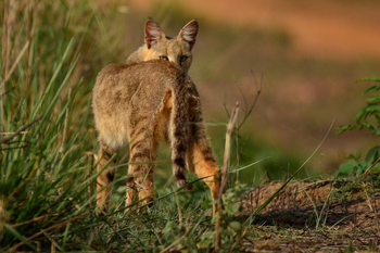 Syna Tiger Resort: Dschungelkatze